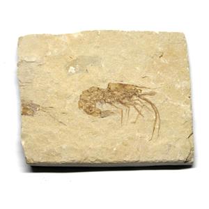 Carpopenaeus Genuine Fossil Shrimp Prawn 95 MYO 6o  #17517