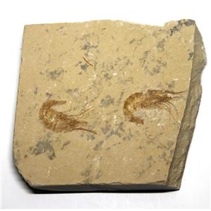 Carpopenaeus Genuine Fossil Shrimp Prawn 95 MYO 6o  #17519