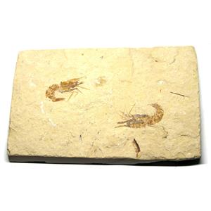 Carpopenaeus Genuine Fossil Shrimp Prawn 95 MYO 6o  #17521
