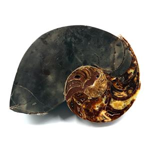 Eutrephoceras Nautilus Fossil Late Cretaceous Montana  #17538