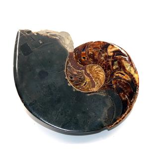 Eutrephoceras Nautilus Fossil Late Cretaceous Montana  #17539