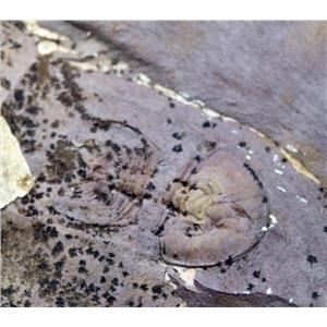 Olenellus Trilobite Fossil Lot 510 Million Years Old Nevada #17566
