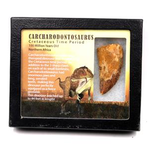 CARCHARODONTOSAURUS Dinosaur Tooth 2.332" Fossil African T-Rex #17619