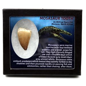 Mosasaur Dinosaur Tooth Fossil 1.704 inch 17229