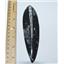 Orthoceras Squid Fossil (Large) 450 Million Years Old #13407 8o
