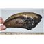 TYRANNOSAURUS REX Dinosaur Toe Claw Replica (Cast) -Not real Fossil #13374 32o