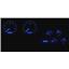1968-77 Chevy Corvette VHX System, Carbon Fiber Style Face, Blue Di