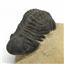 Reedops TRILOBITE Fossil Morocco 390 Million Years old #15166 11o