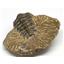 Crotalocephalus TRILOBITE Fossil 400 Million Years old #15174 15o