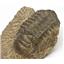 Crotalocephalus TRILOBITE Fossil Morocco 400 Million Years old #15239 16o