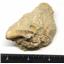 Elasmosaur Dinosaur Tooth 1.236 inches in the Matrix Fossil w/color card 7o