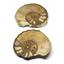 Ammonite Acanthoceras Split Polished Fossil Texas 96 MYO w/label  #16209 39o