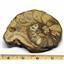 Ammonite Acanthoceras Split Polished Fossil Texas 96 MYO w/label  #16214 14o