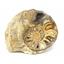 Ammonite Acanthoceras Split Polished Fossil Texas 96 MYO w/label  #16217 22o