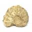 Ammonite Acanthoceras Split Polished Fossil Texas 96 MYO w/label  #16241 13o
