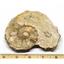 Ammonite Acanthoceras Split Polished Fossil Texas 96 MYO w/label  #16241 13o