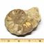 Ammonite Acanthoceras Split Polished Fossil Texas 96 MYO w/label  #16247 20o