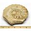 Ammonite Acanthoceras Split Polished Fossil Texas 96 MYO w/label  #16252 35o