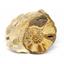 Ammonite Acanthoceras Split Polished Fossil Texas 96 MYO w/label  #16254 29o