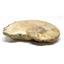 Ammonite Acanthoceras Split Polished Fossil Texas 96 MYO w/label  #16255 31o