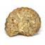 Ammonite Acanthoceras Split Polished Fossil Texas 96 MYO w/label  #16256 26o
