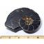 Ammonite Hoploscaphites Split Polished Fossil Montana 100 MYO w/label #16297 14o
