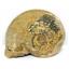 Brasilia Ammonite Fossil Jurassic 160 MYO Great Britain #16629 10o