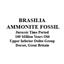 Brasilia Ammonite Fossil Jurassic 160 MYO Great Britain #16635 36o