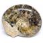 Brasilia Ammonite Fossil Jurassic 160 MYO Great Britain #16631 31o