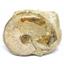 Ammonite Fossil Jurassic Great Britain #16632