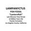 Lanternfish Fossil Lampanyctus Miocene 10 MYO California #16638 6o