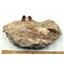 Mosasaur Dinosaur Extra Large Jaw Fossil in the Matrix 16785
