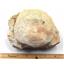Titanothere Brontothere Vertebra Fossil 16795