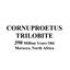 Cornuproetus Trilobite Fossil Morocco 16807