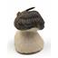 Hollardops TRILOBITE Fossil Morocco 16810