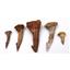 Onchopristis Sawfish Tooth Fossil Lot of 5 Teeth16839