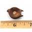 Onchopristis Sawfish Vertebra & Tooth Fossil 16858