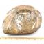 Goniatite Fossil Devonian Morocco 16964