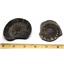 Dactylioceras Ammonite Fossil (Lot of 4) Jurassic England 16972
