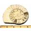 Limestone Ammonite Fossil Jurassic Great Britain 16986