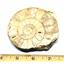 Limestone Ammonite Fossil Jurassic Great Britain 16995