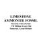 Limestone Ammonite Fossil Great Britain 16998
