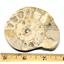 Limestone Ammonite Fossil Jurassic Great Britain 17003