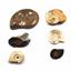 Lot of Fossil Goniatite, Ammonite, Nautilus (6 pieces) 17031