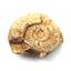 Ammonite, Nautilus & Goniatite Fossil Lot (6 pieces) -17041