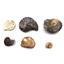 Lot of Fossils Ammonite, Nautilus & Goniatite #17047