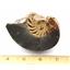 Ammonite, Nautilus & Goniatite Fossil Lot (6 pieces) -17049