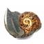 Ammonite, Nautilus & Goniatite Fossil Lot 17054