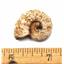 Ammonite, Nautilus & Goniatite Fossil Lot 17056