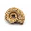 Ammonite, Nautilus & Goniatite Fossil Lot 17059